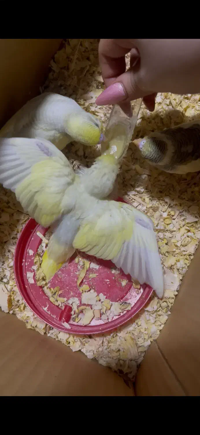 جوجه مرغ عشق دستی|پرنده|تهران, گلستان (شهرک راه آهن)|دیوار