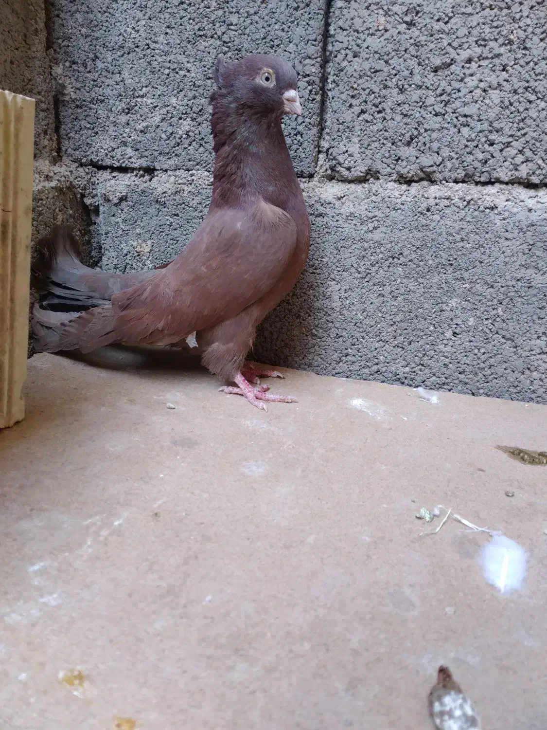 کبوتر دم سفید . دوکت . سرخ|پرنده|شهرضا, |دیوار