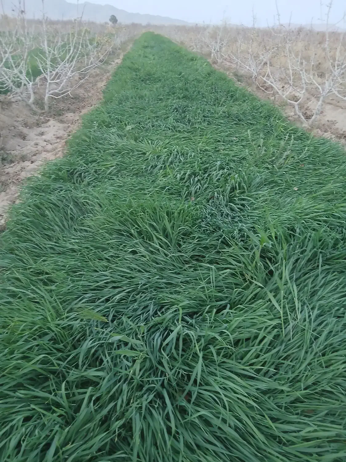 گندم فروشی|عمده‌فروشی|زیرکوه, |دیوار