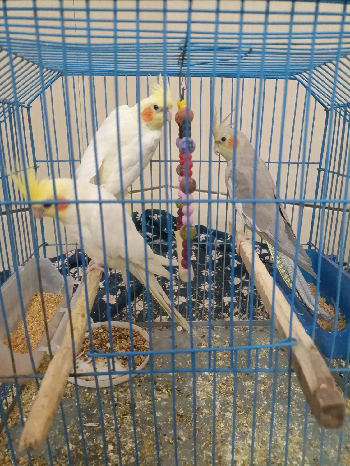 عروس هلندی|پرنده|بافق, |دیوار