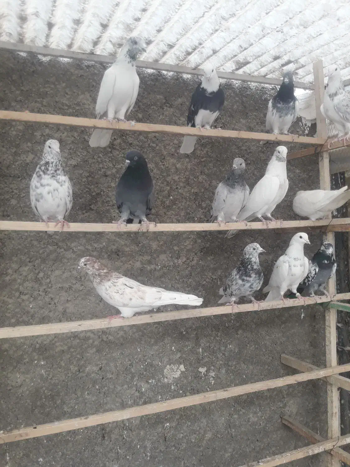 ۳۴طوق کبوتر پرشی|پرنده|تهران, جوادیه|دیوار