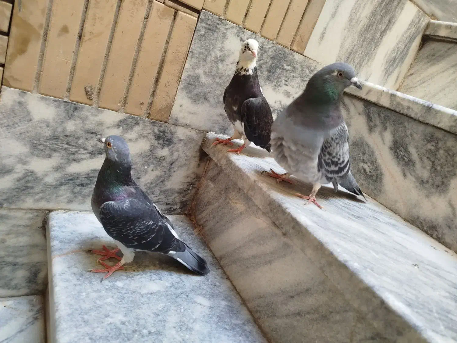 کبوتر مسافتی|پرنده|مشهد, قائم|دیوار