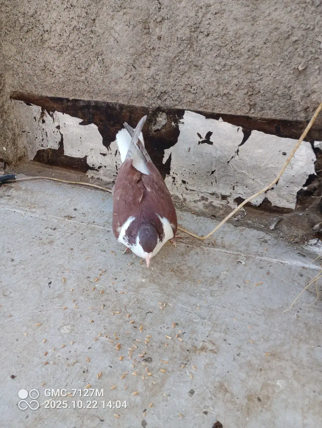 کفتر ساده سرخ|پرنده|تربت‌حیدریه, ۴۵ متری|دیوار
