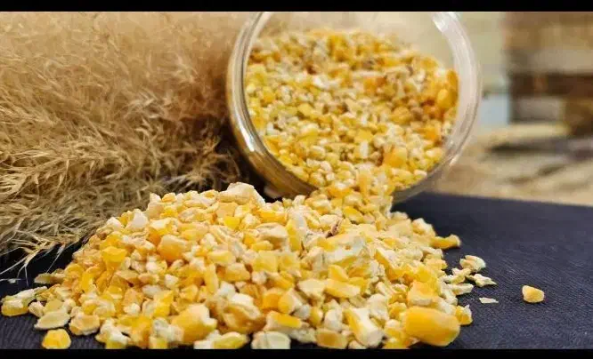 دان اردک گندم غاز|لوازم جانبی حیوانات|تالش, هشتپر|دیوار