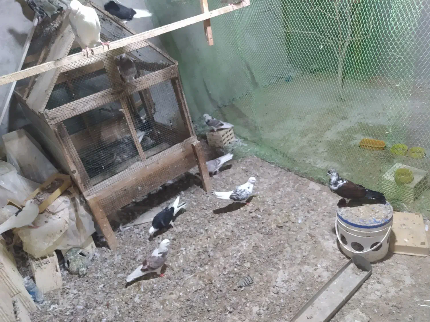 کبوتر|پرنده|قشم, |دیوار