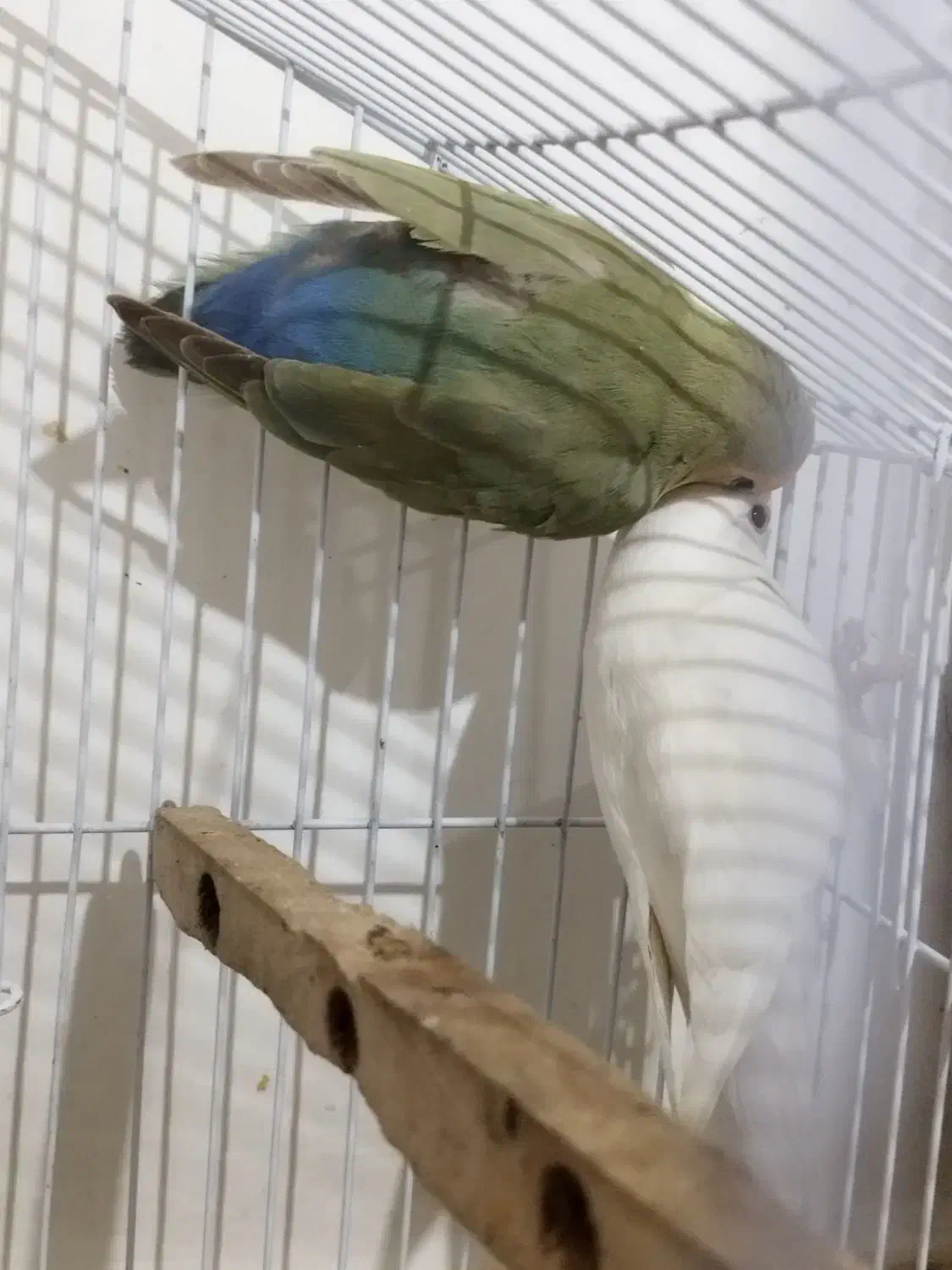 برزیلی|پرنده|بندر کنگان, |دیوار