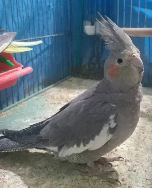 عروس هلندی ماده|پرنده|رشت, آب آسیاب|دیوار