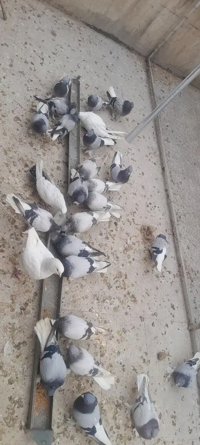 سبز دم سفید|پرنده|تهران, مینای شمالی (مخبر)|دیوار