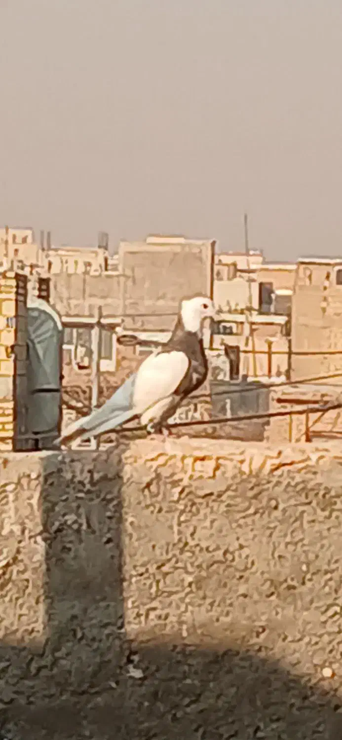 طوقی هفت رنگ|پرنده|شاهینشهر, گزبرخوار|دیوار