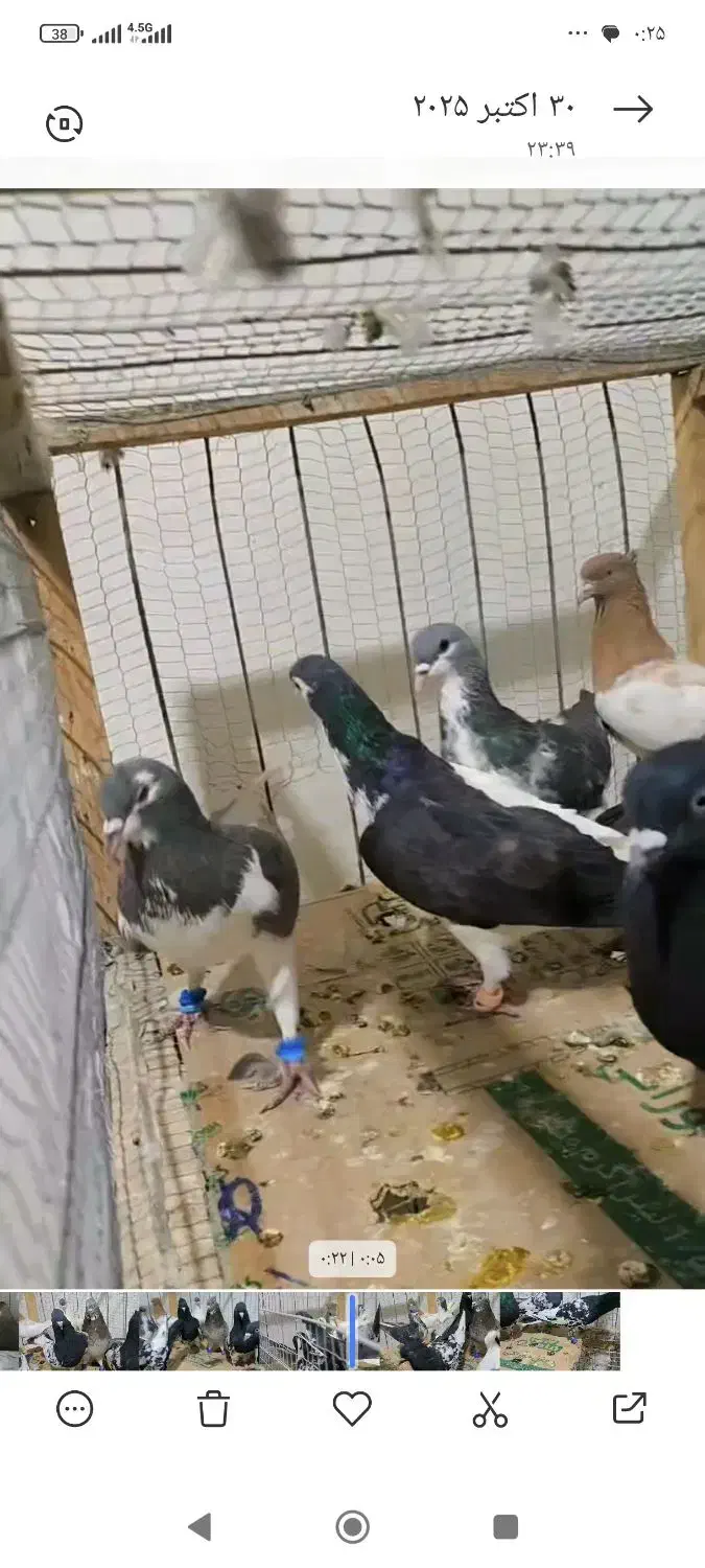 حیون زدوخوری چپ زرد کله سینه|پرنده|مشهد, سازمان آب|دیوار