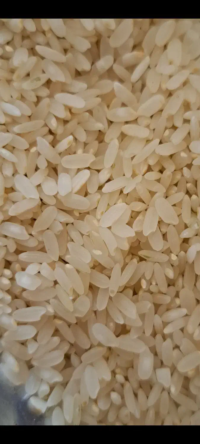 فروش برنج کامفیروزی به شرط|خوردنی و آشامیدنی|کامفیروز, |دیوار