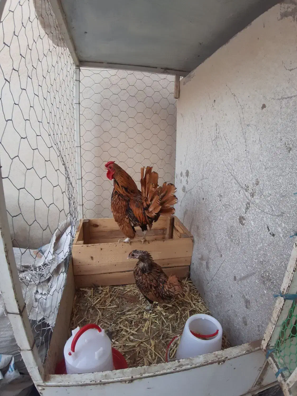 مرغ وخروس سبرایت گلد|حیوانات مزرعه|محمدشهر, زیبادشت|دیوار