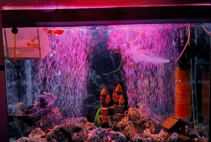 اکواریوم شیشه خم ۸ میل با تمام تجهیزات و پایه|ماهی|مشهد, هفده شهریور|دیوار