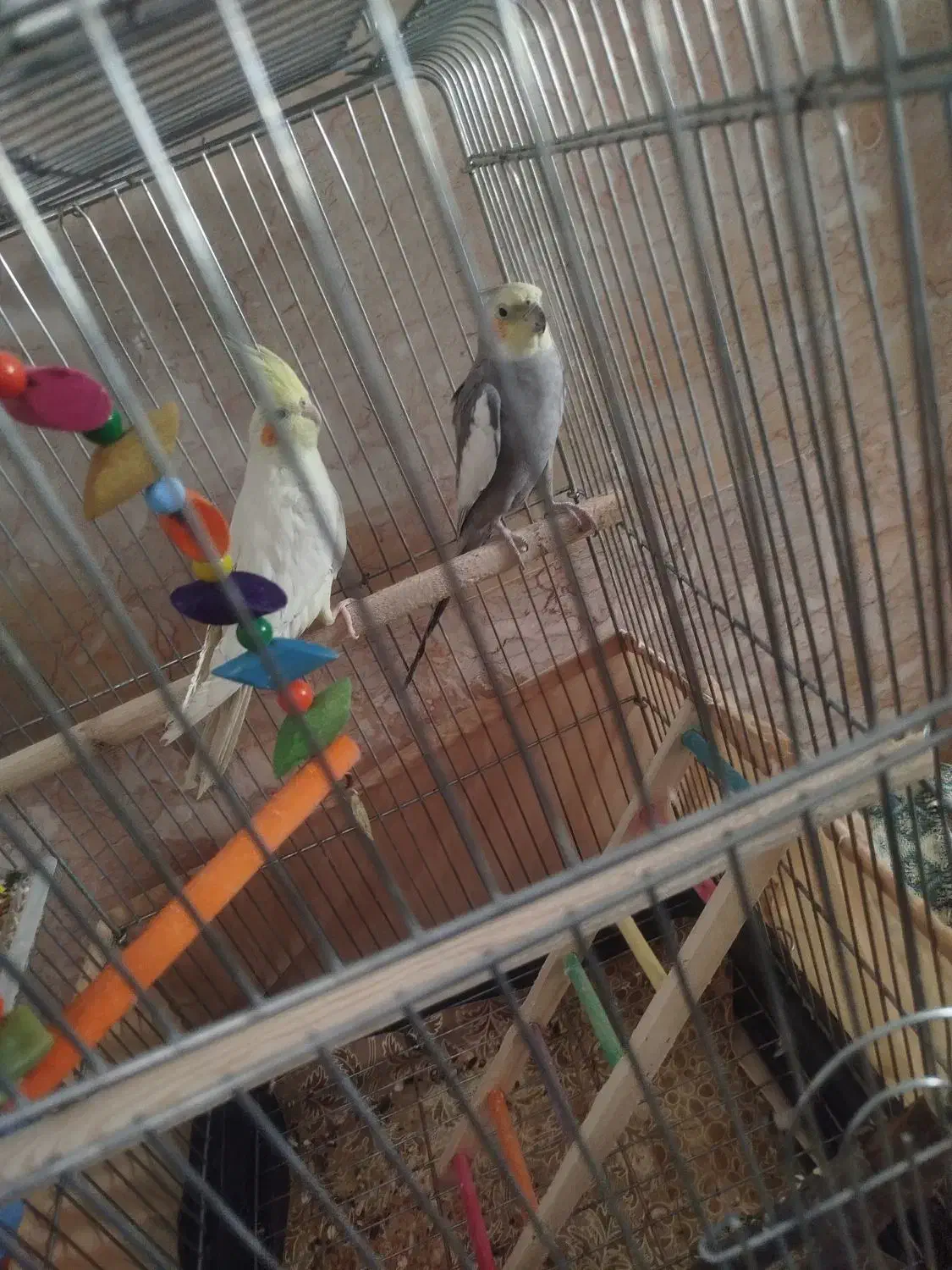 عروس هلندی|پرنده|سنندج, |دیوار