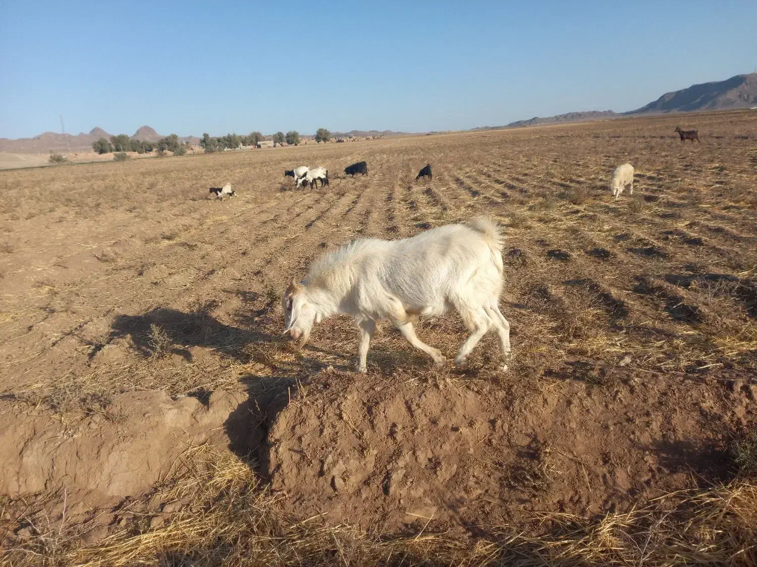 تکه سانن|حیوانات مزرعه|نهبندان, |دیوار