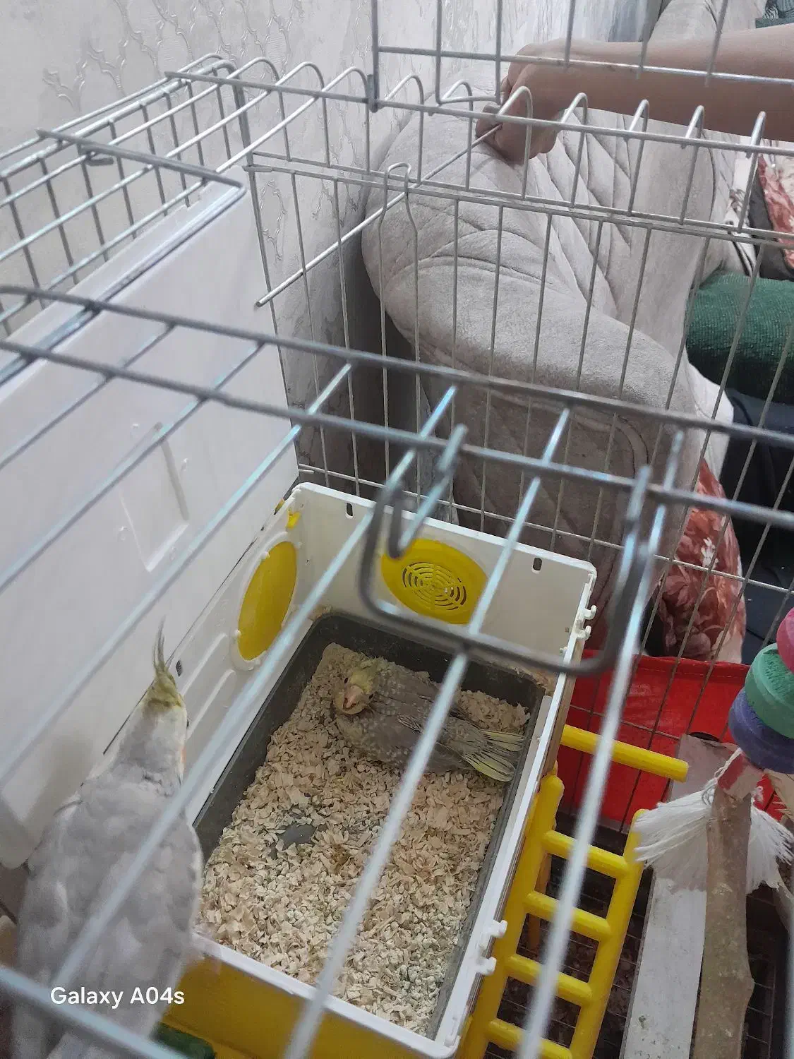 عروس هلندی|پرنده|پاکدشت, پاکدشت (مامازند)|دیوار