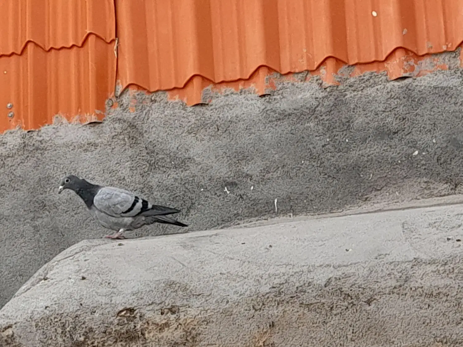 سبز پولکی|لوازم جانبی حیوانات|آبکوه, |دیوار