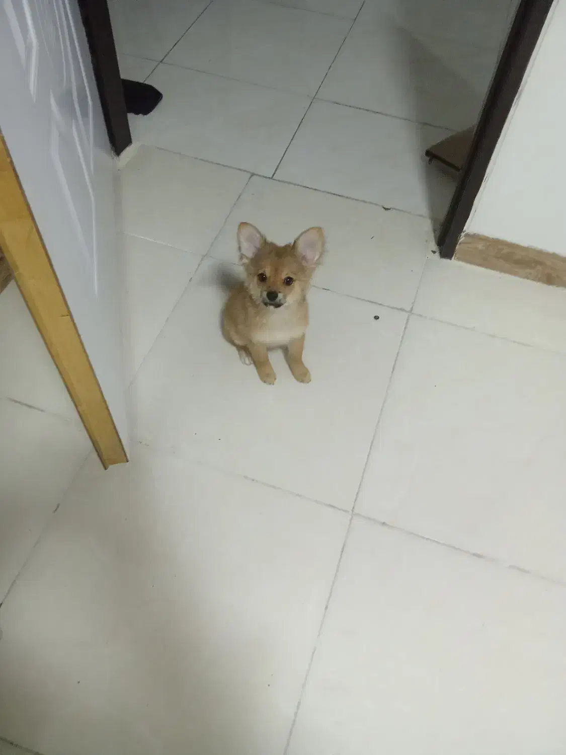 واگذاری سگ|سگ|صدرا-فارس, فاز ۱|دیوار