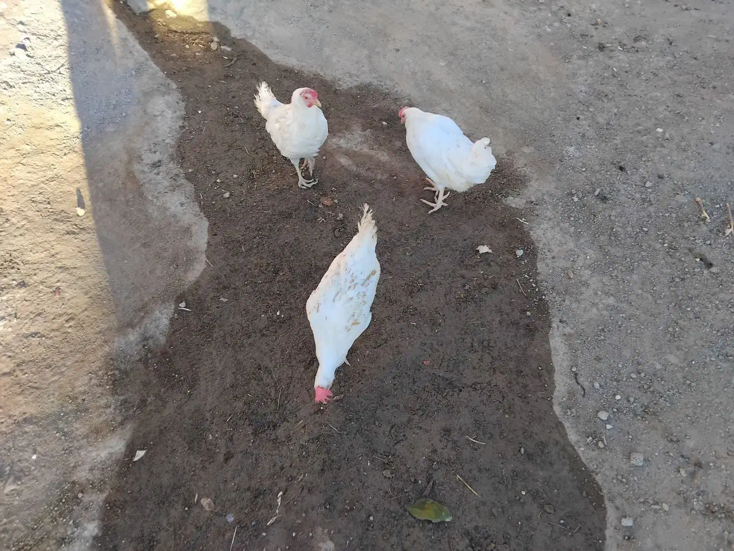 مرغ سفید تخم گذار|حیوانات مزرعه|هیر, |دیوار