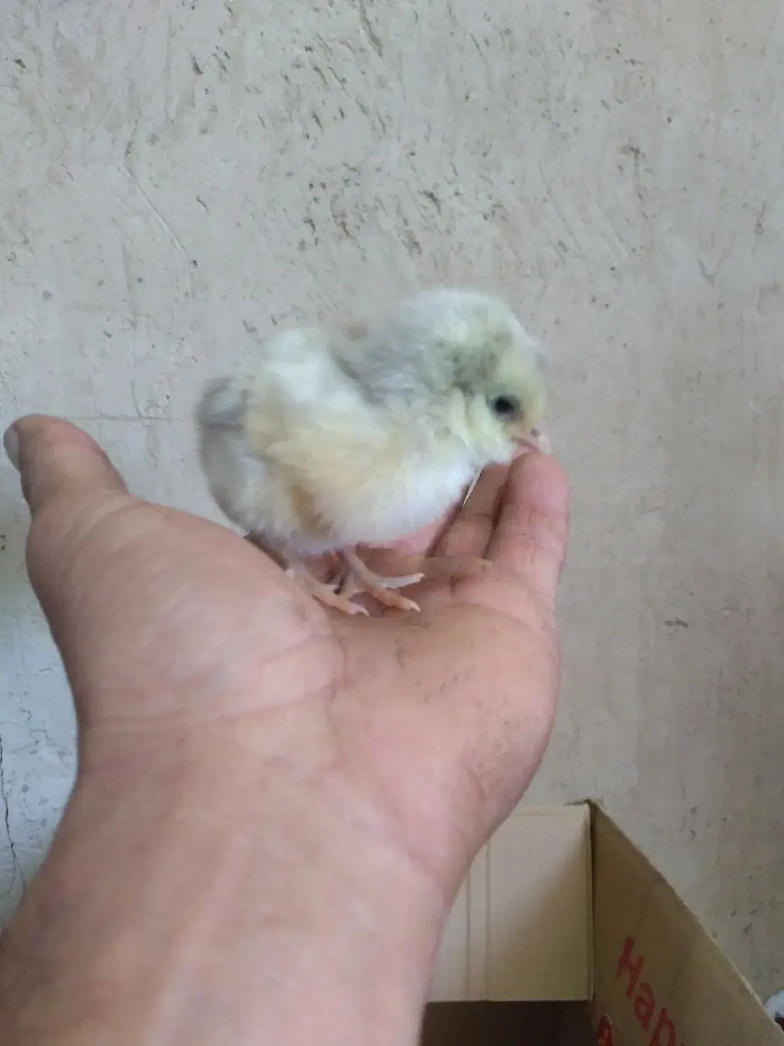 جوجه گلین ۴روزه|حیوانات مزرعه|نکا, |دیوار