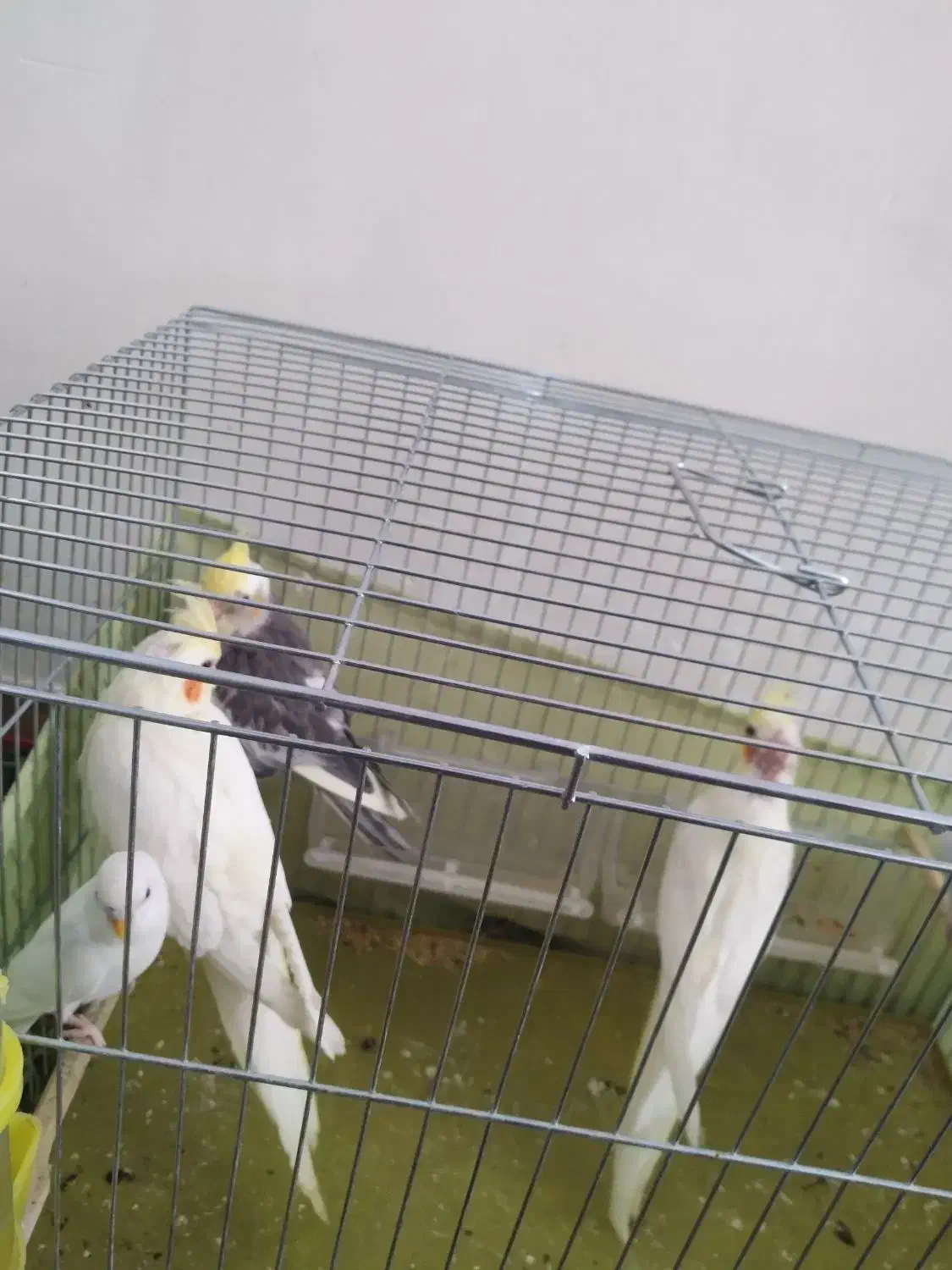 فروش جوجه عروس هلندی های خانگی|پرنده|حاجی آباد, |دیوار