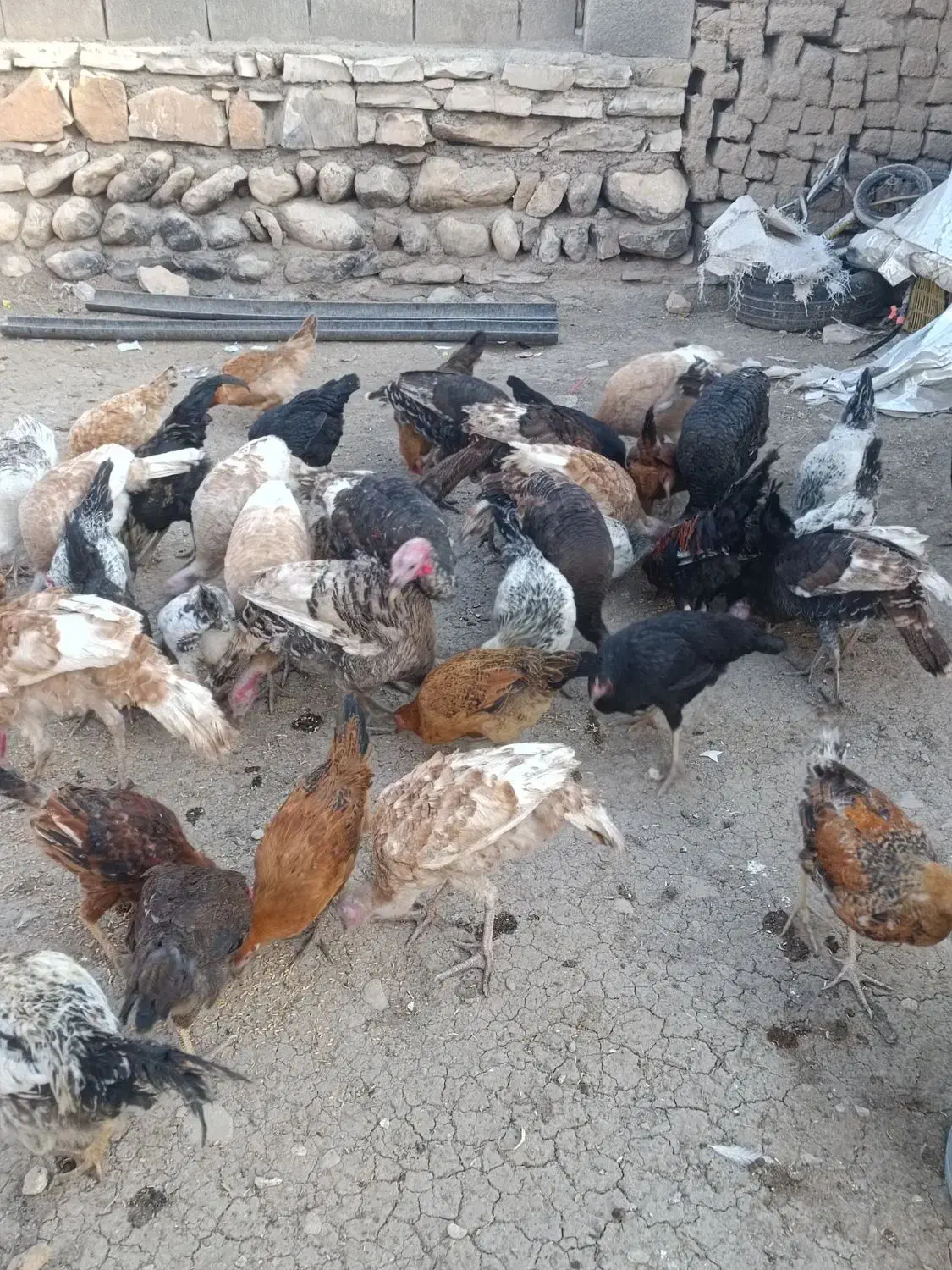 خروس و بوقلمون و وارگ|حیوانات مزرعه|ماهیدشت, |دیوار