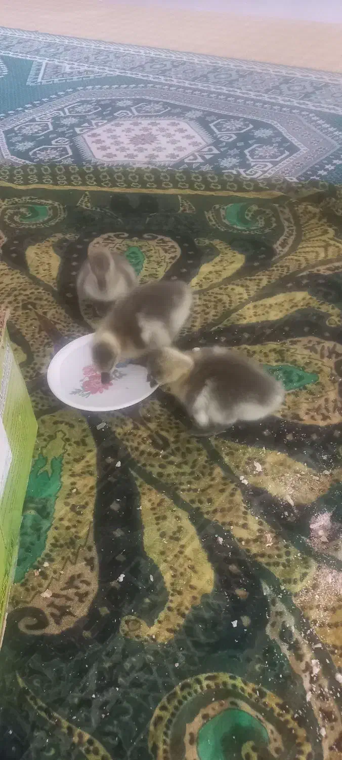 جوجه قوغاز|حیوانات مزرعه|گرگان, |دیوار