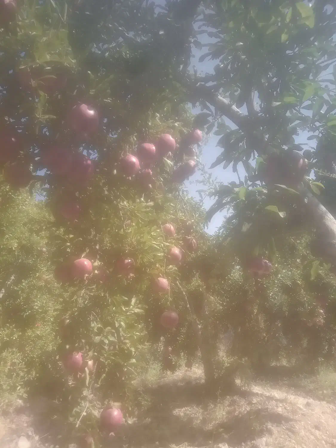 انار کوهمره سرخی|خوردنی و آشامیدنی|شیراز, کیان آباد|دیوار