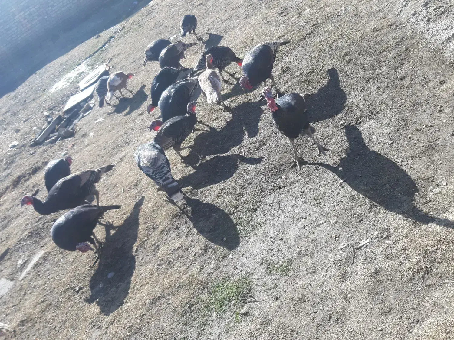 بقلمون محلی|حیوانات مزرعه|ماهیدشت, |دیوار