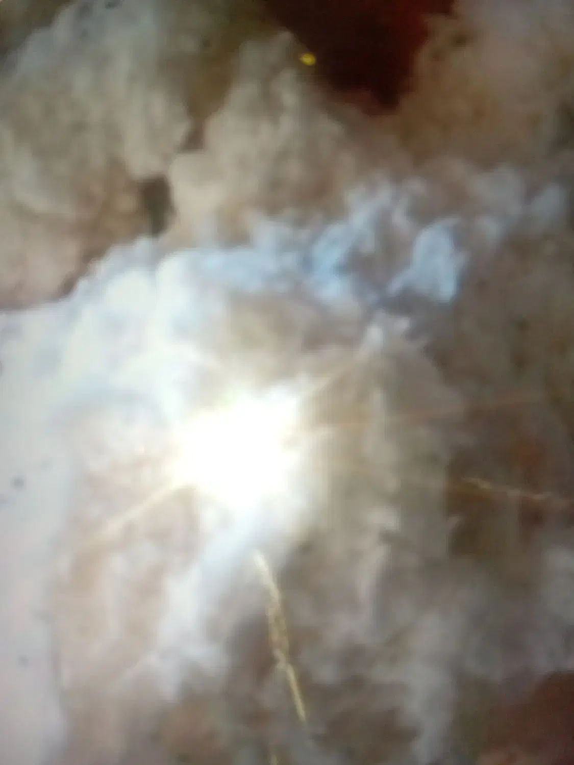 پنبه بالشتی وتشک|رختخواب، بالش، پتو|بجنورد, |دیوار