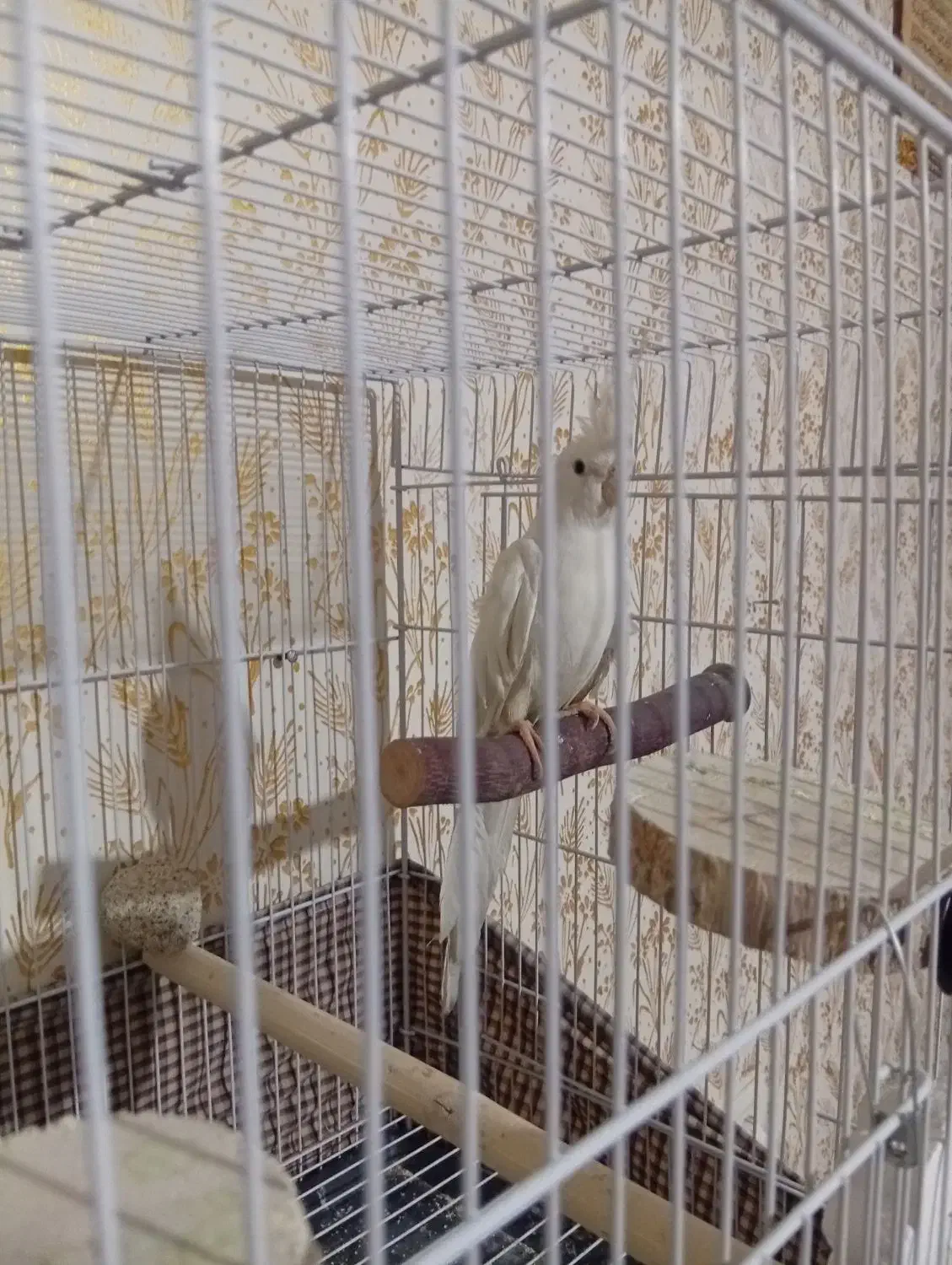 عروس هلندی آلبینو ماده|پرنده|مشهد, گلشور|دیوار