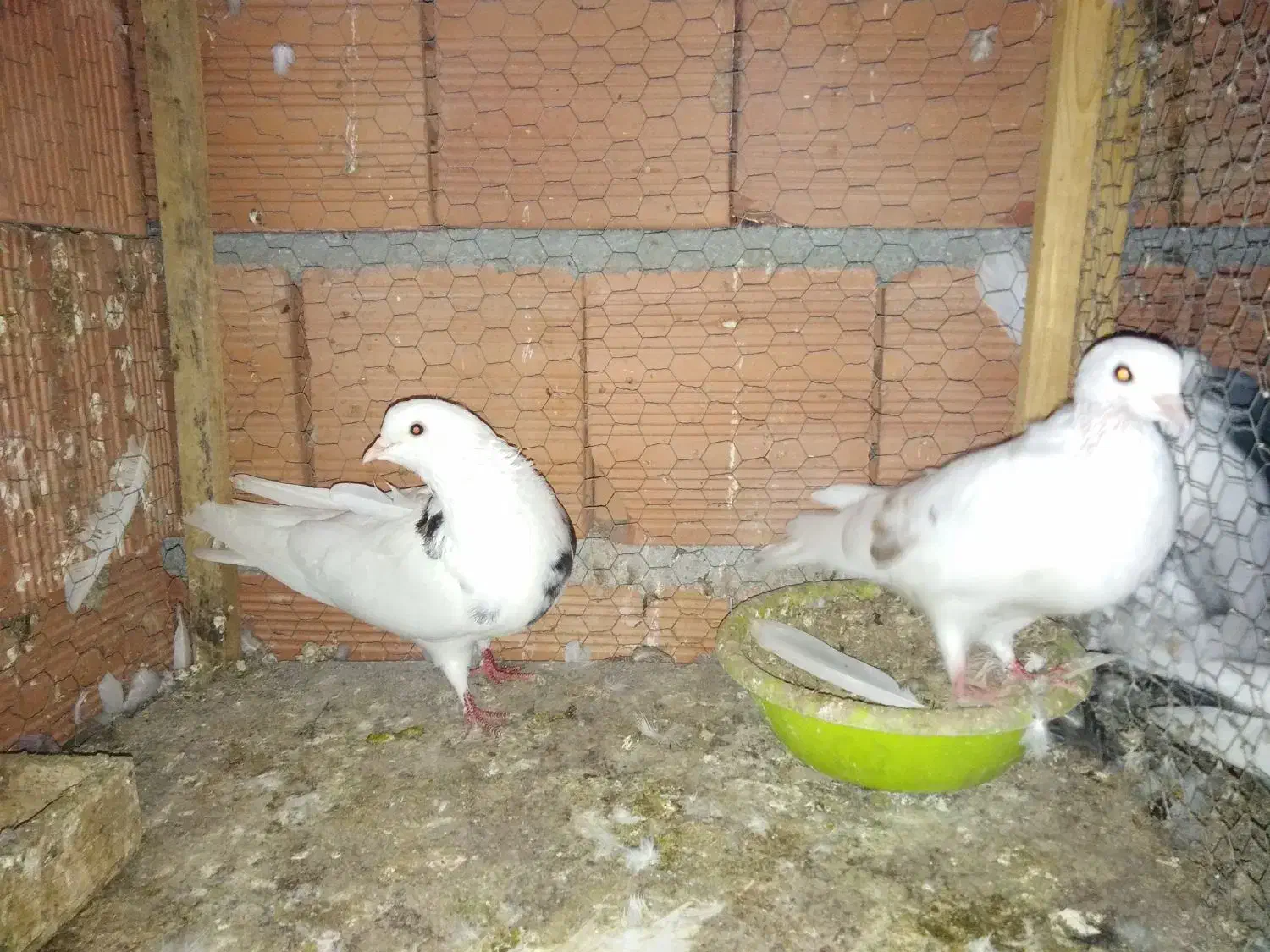 12 تا کفتر بالغ و جوجه یه جا|پرنده|قائمشهر, |دیوار