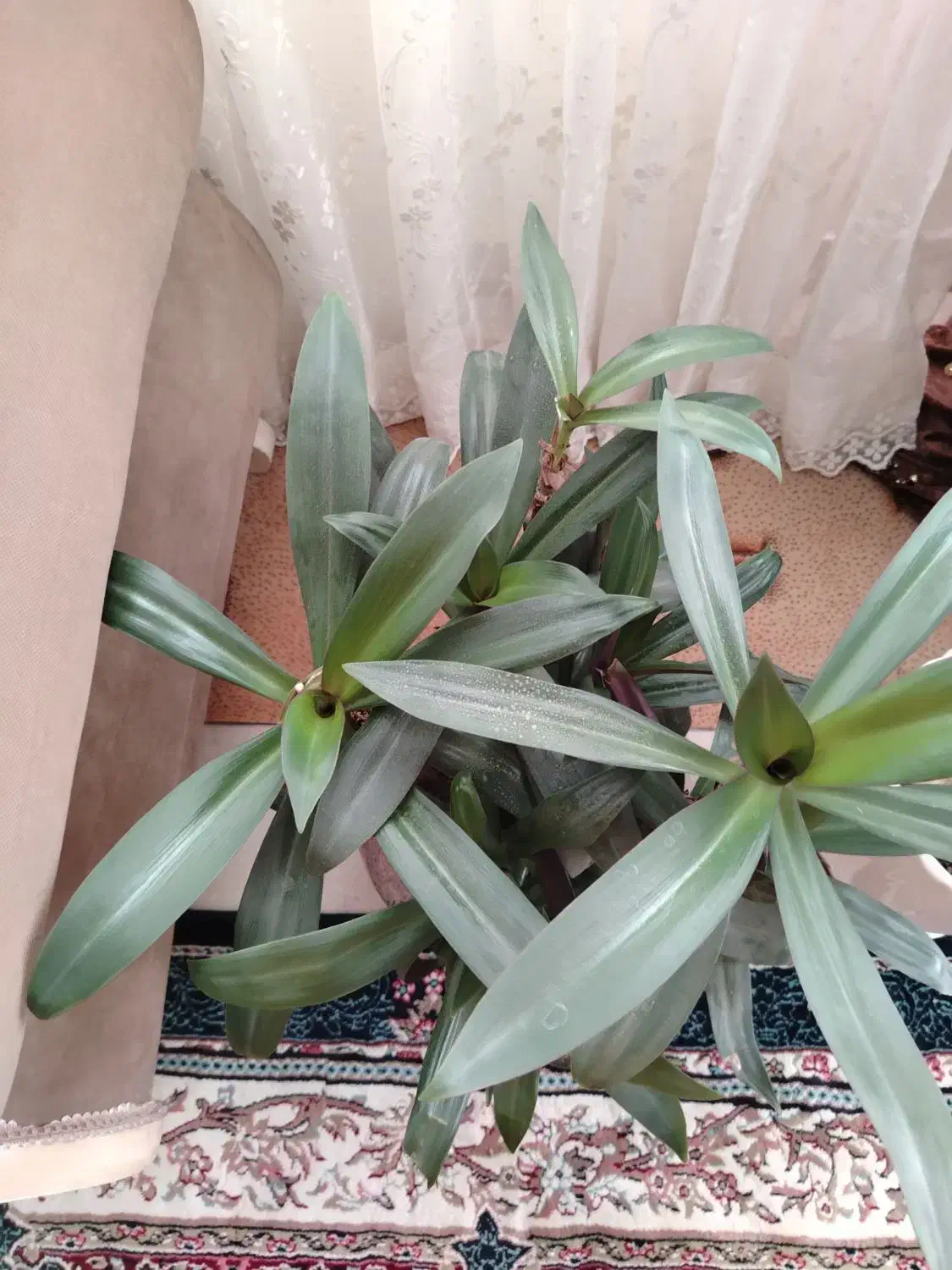 گیاه زیبا و بزرگ|گل و گیاه طبیعی|بیرجند, |دیوار