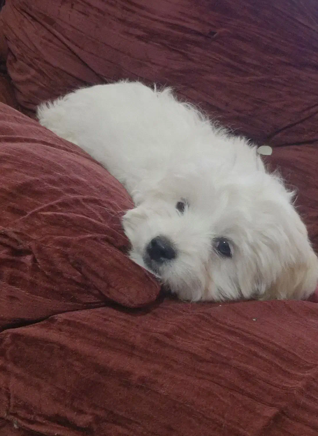 توله سگ|سگ|شهر بابک, |دیوار