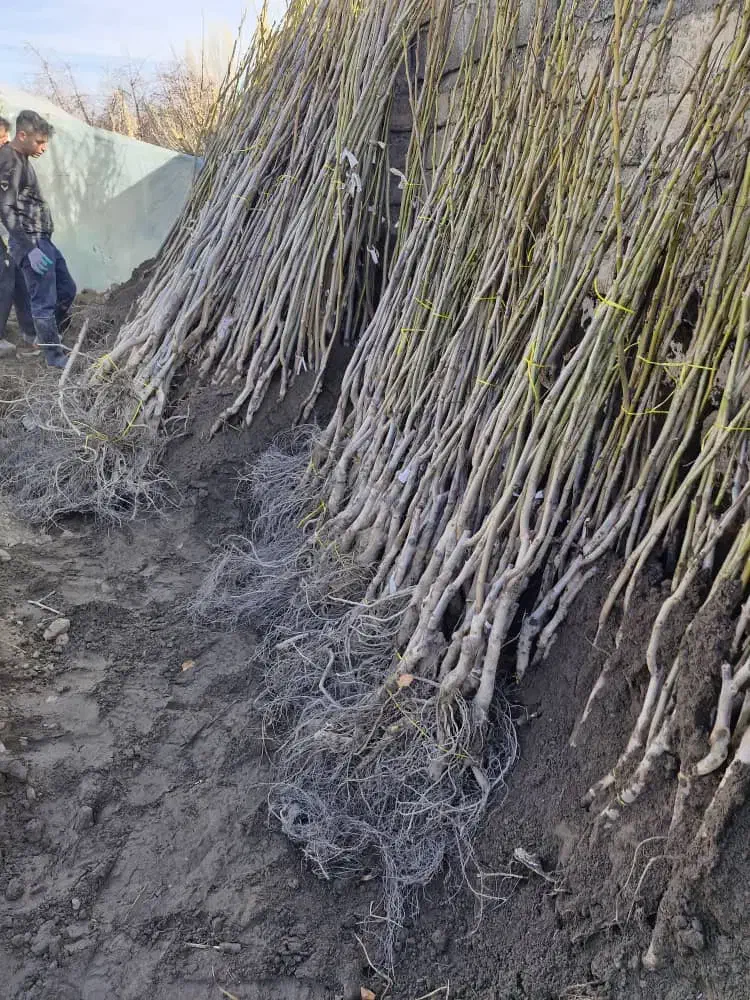 ارائه نهال صنوبر ونهالهای میوه|خدمات باغبانی و درختکاری|اردبیل, |دیوار