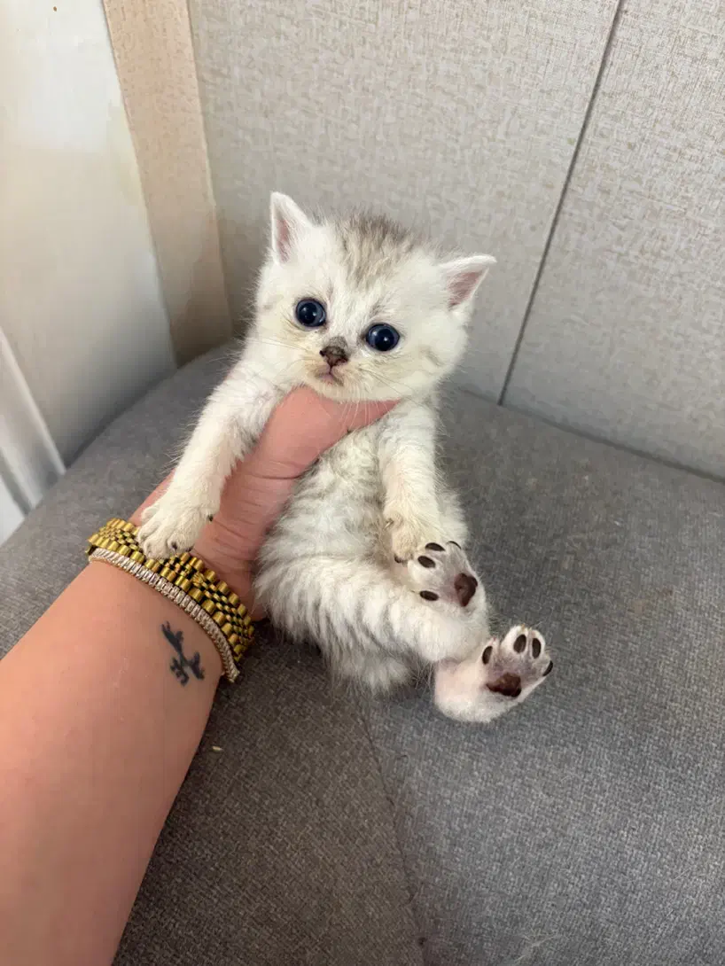 بریتیش سیلور و گلد|گربه|لاهیجان, شیشه گران|دیوار