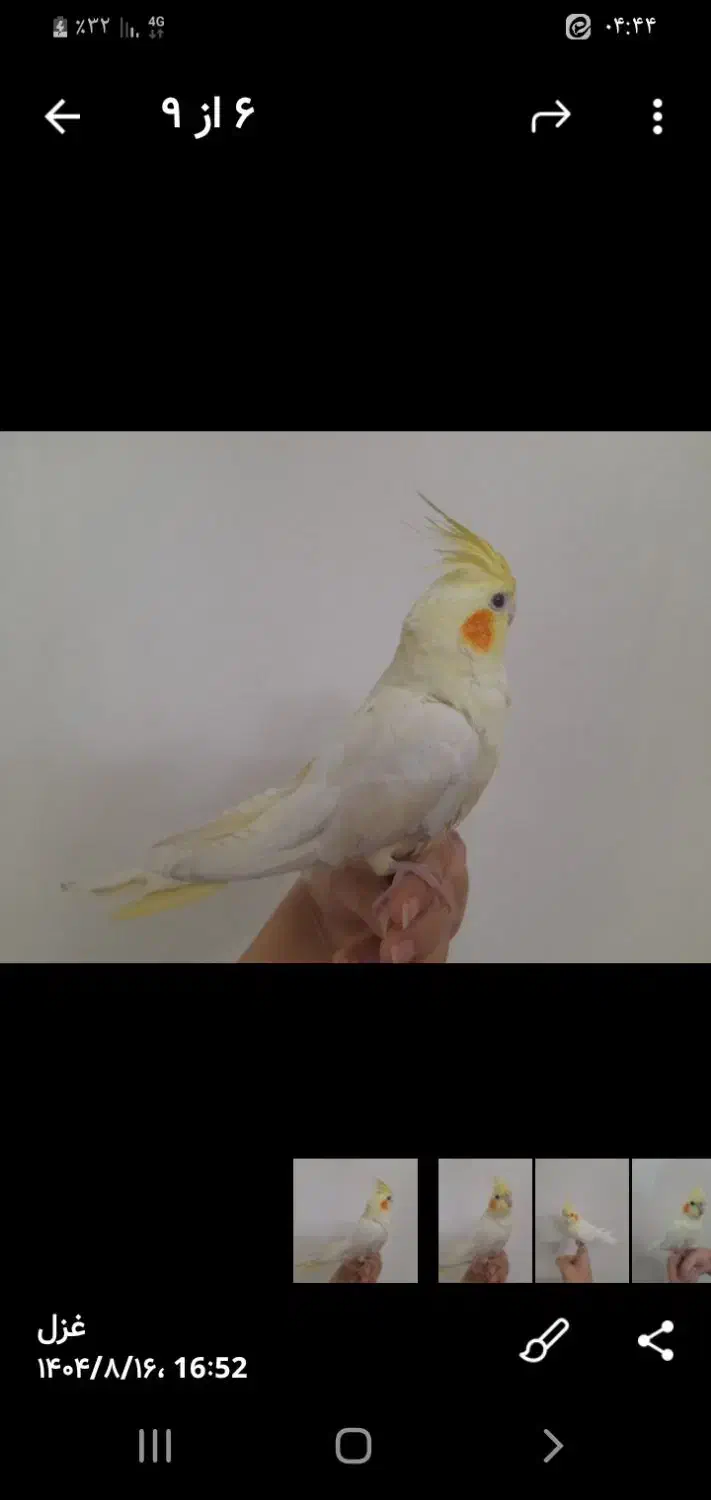 فروشی|پرنده|ابریشم, |دیوار