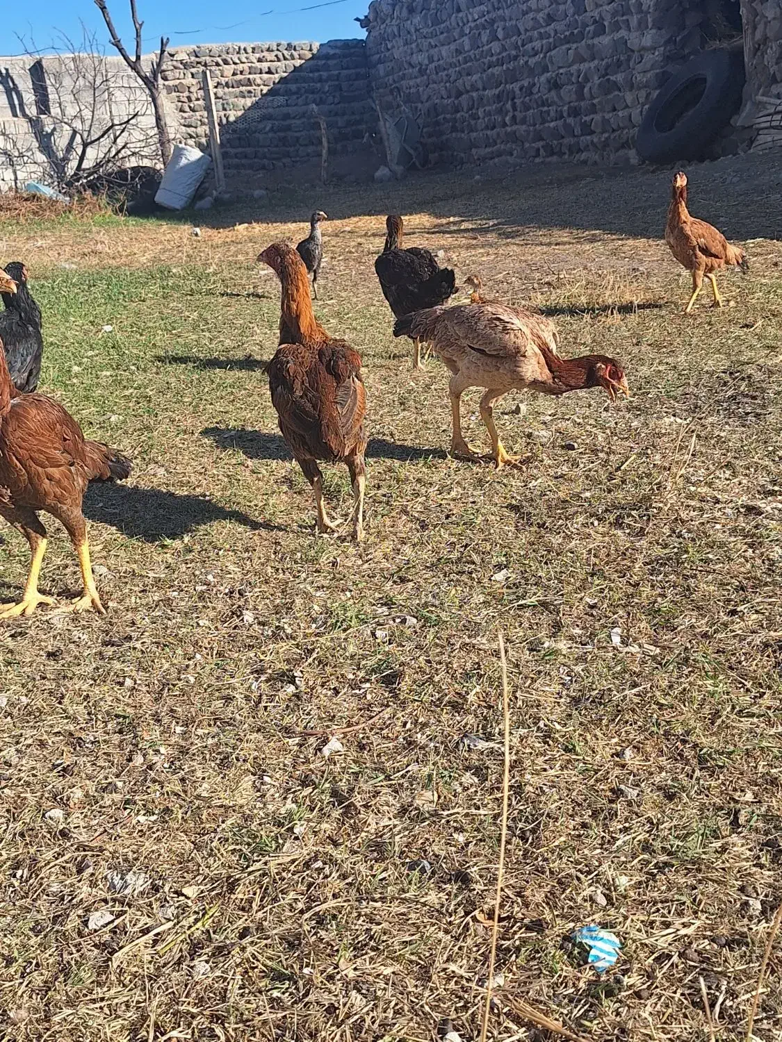 مرغ لاری معاوضه با هرچی به درد بخور باشه|حیوانات مزرعه|مشگین شهر, |دیوار