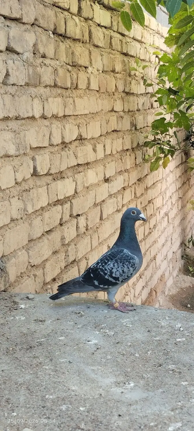 کفتر پلاکی|پرنده|شیراز, گویم|دیوار