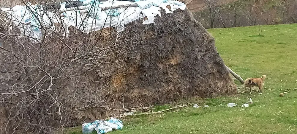 علوفه فروشی|عمده‌فروشی|اردبیل, |دیوار