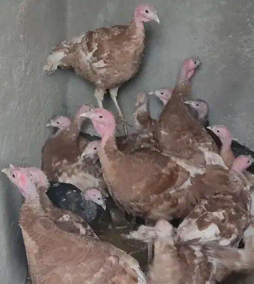 ۱۴ بوقلمون|حیوانات مزرعه|سمیرم, |دیوار