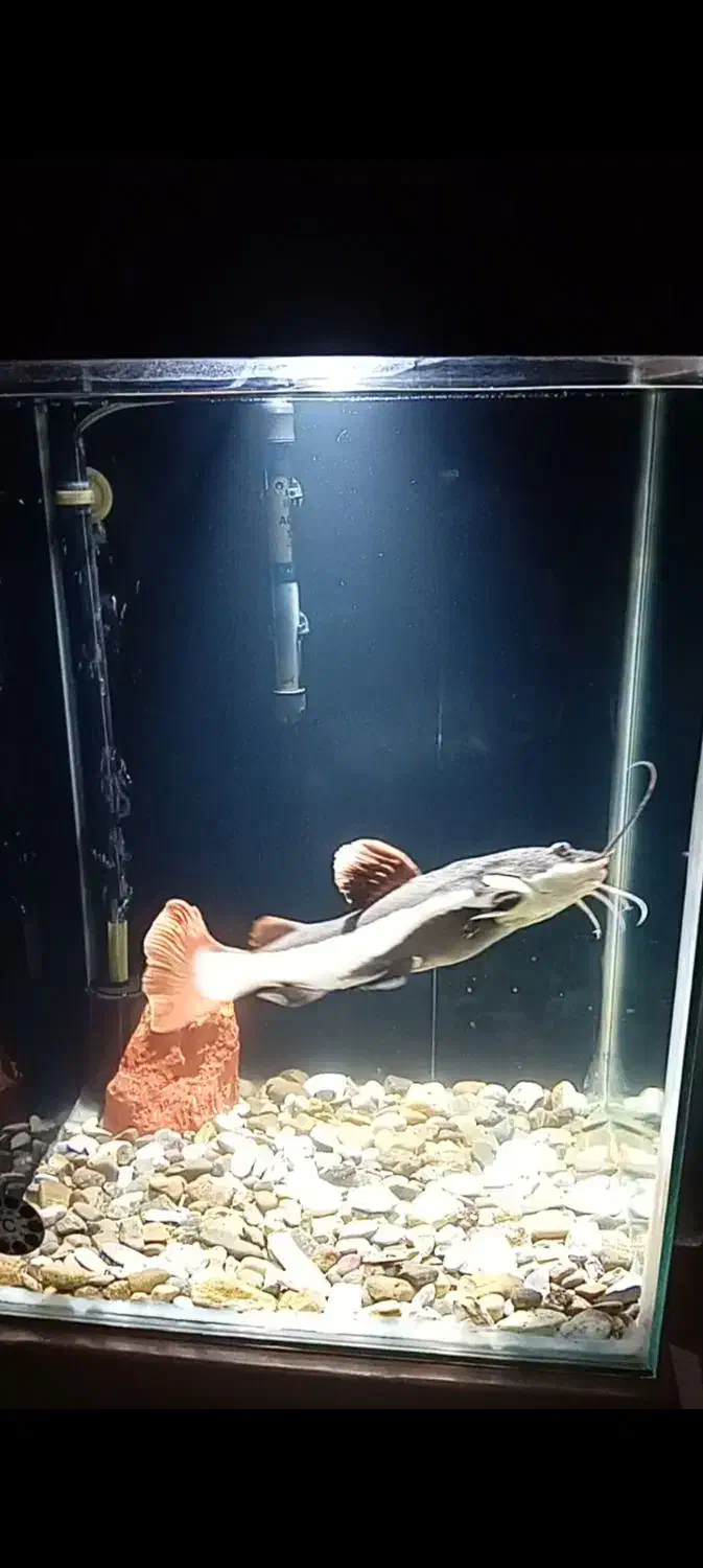 ماهی آکواریومی|ماهی|لاهیجان, کوی آزادگان|دیوار