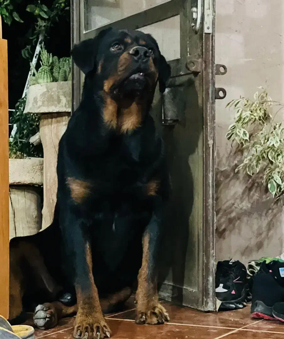 روتوایلر|سگ|شیراز, آزادی|دیوار