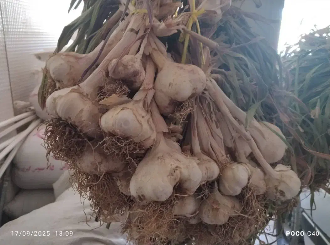 سیر تازه|خوردنی و آشامیدنی|حسین آباد, |دیوار