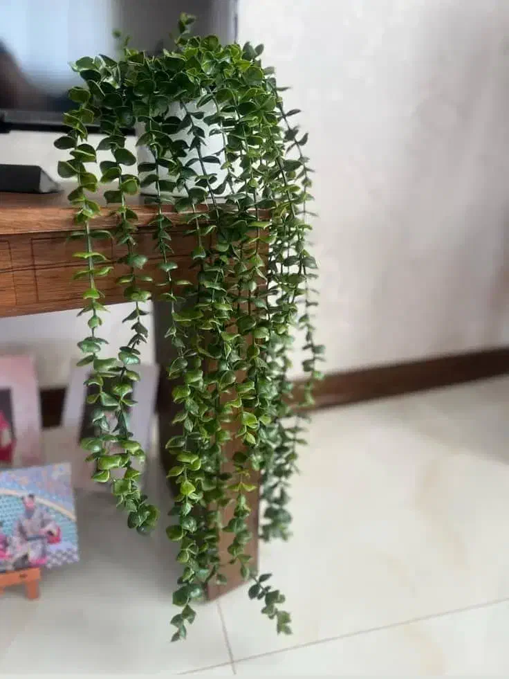 فروش یک واحد آپارتمان مسکن مهر سایت ۶۰ هکتاری|فروش آپارتمان|امیدیه, |دیوار