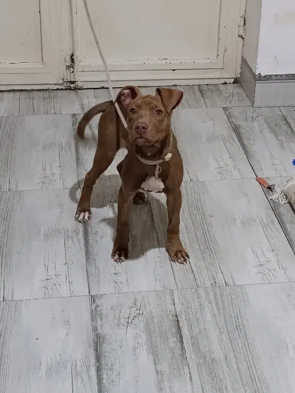 پیت بول تریر|سگ|کرمان, |دیوار