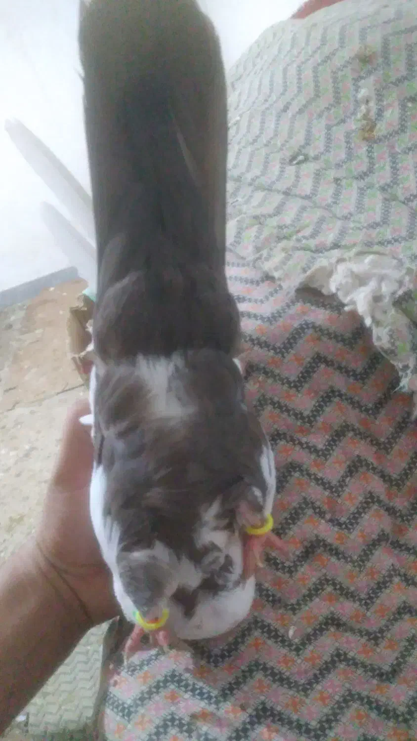 کبوتر دم قهوه ای|پرنده|اندیمشک, |دیوار