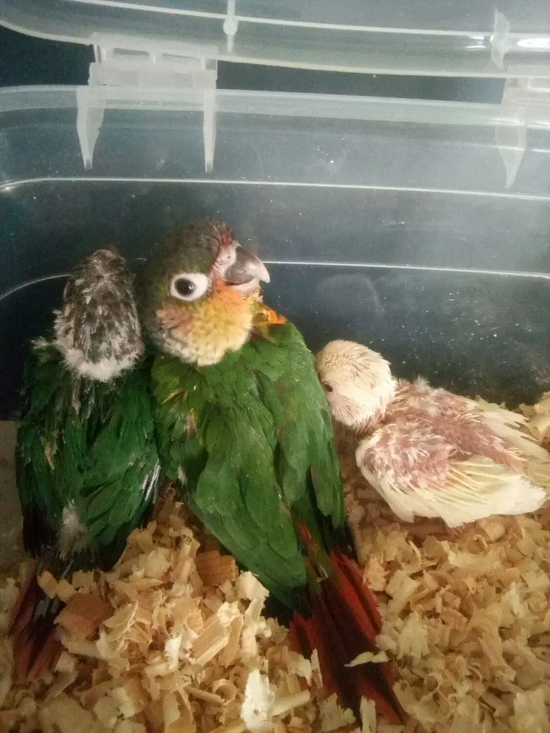 جوجهگرینچکسرلاکیوکوتوله،وکوتولهمولد|پرنده|بروجن, |دیوار