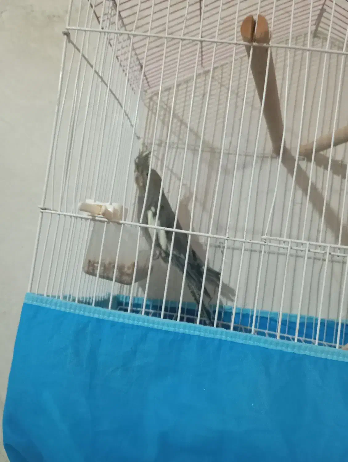 130000000|پرنده|سی‌سخت, |دیوار