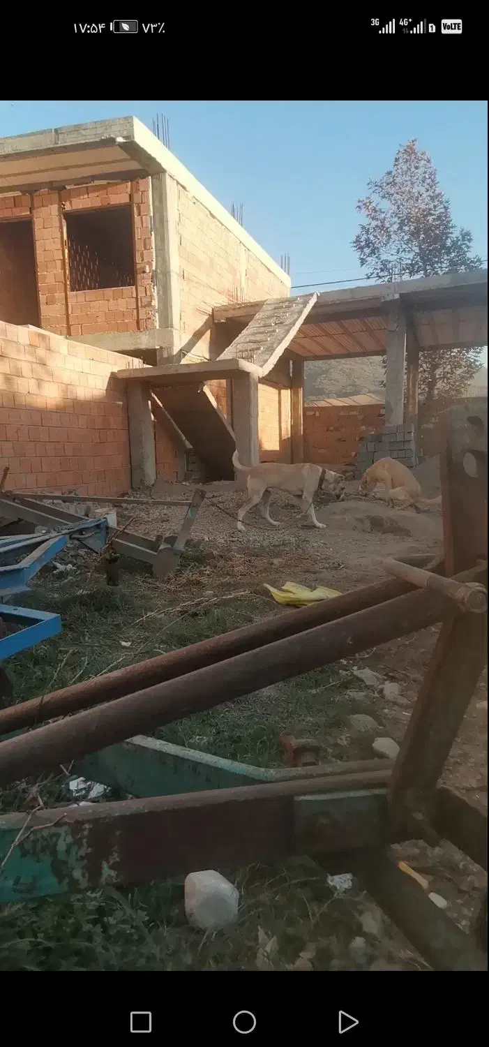 سگ الابای 2ساله|سگ|آزادشهر, |دیوار